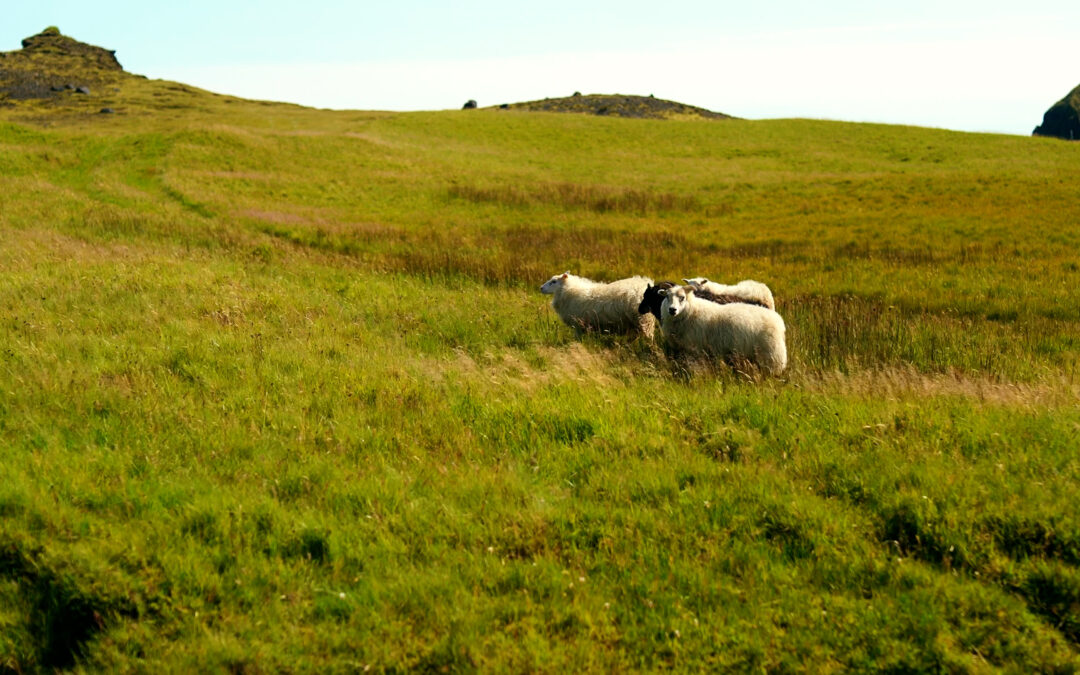 Things to Do in Vík in September